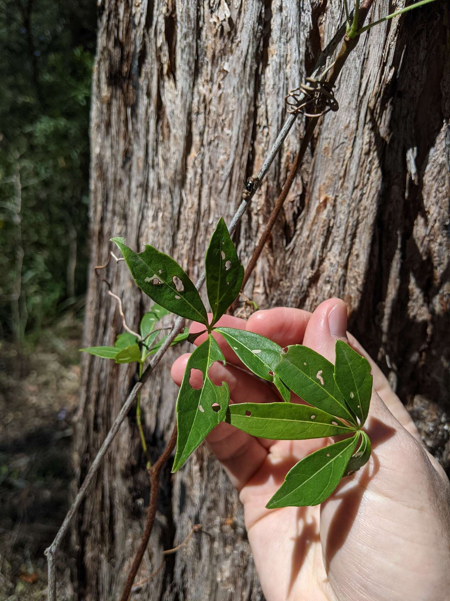 Imagem de Clematicissus opaca (F. Müll.) Jackes & Rossetto