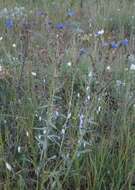 Image of Anchusa leptophylla Roem. & Schult.