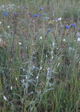 Anchusa leptophylla Roem. & Schult.的圖片