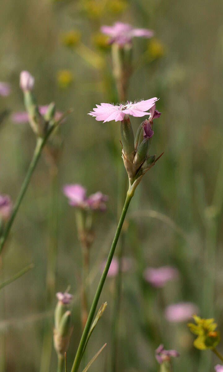 صورة Dianthus polymorphus Bieb.