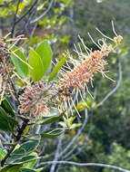 Image of Grevillea gillivrayi Hook.