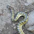 Protobothrops kaulbacki (M. A. Smith 1940) resmi