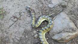 صورة Protobothrops kaulbacki (M. A. Smith 1940)