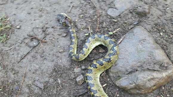 Слика од Protobothrops kaulbacki (M. A. Smith 1940)