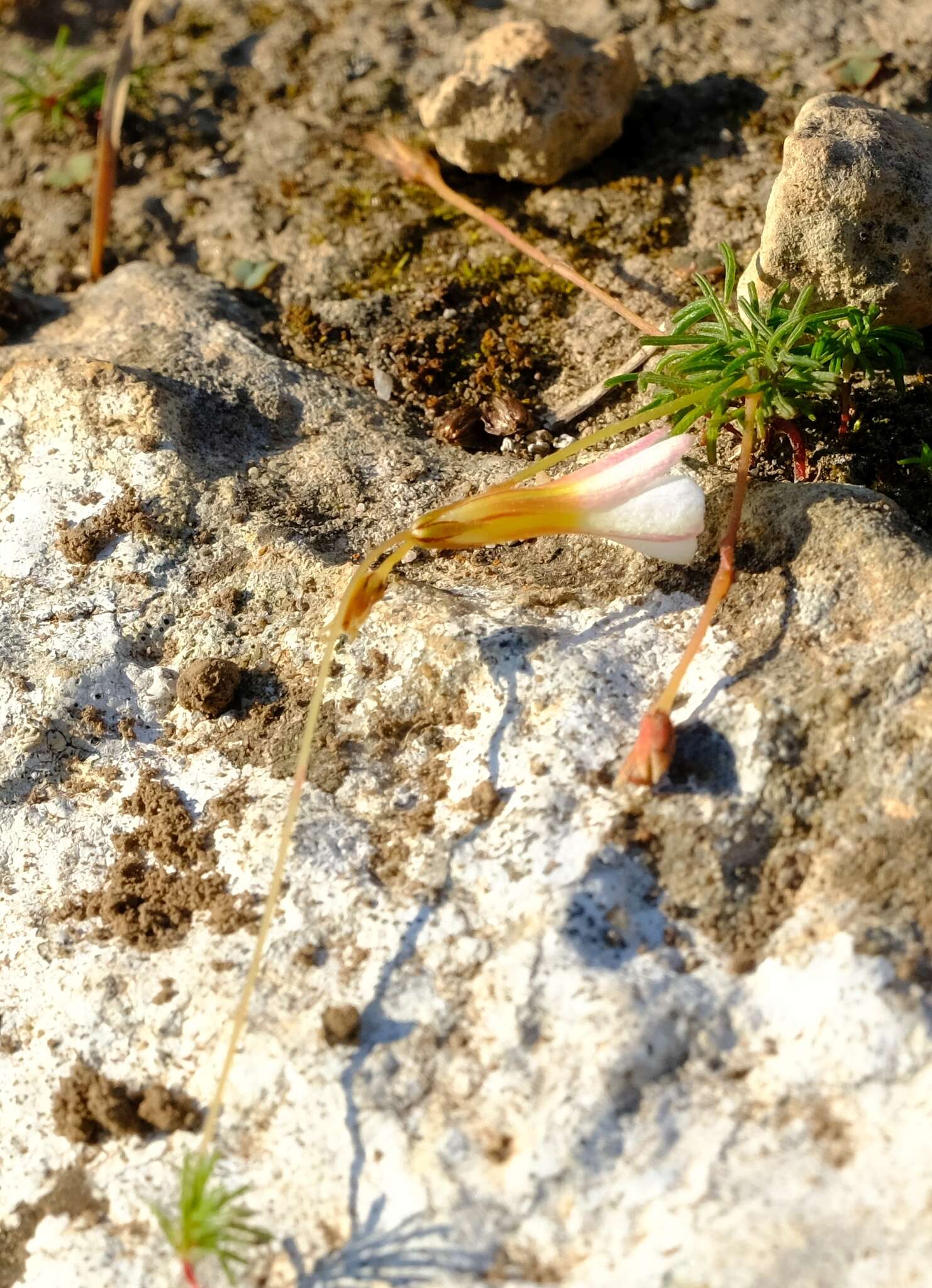 Imagem de Oxalis leptogramma Salter