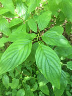 Image of western dogwood