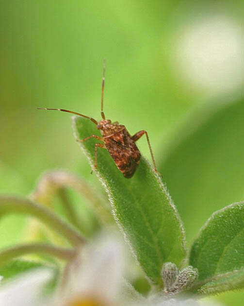 Image of Australian Crop Mirid