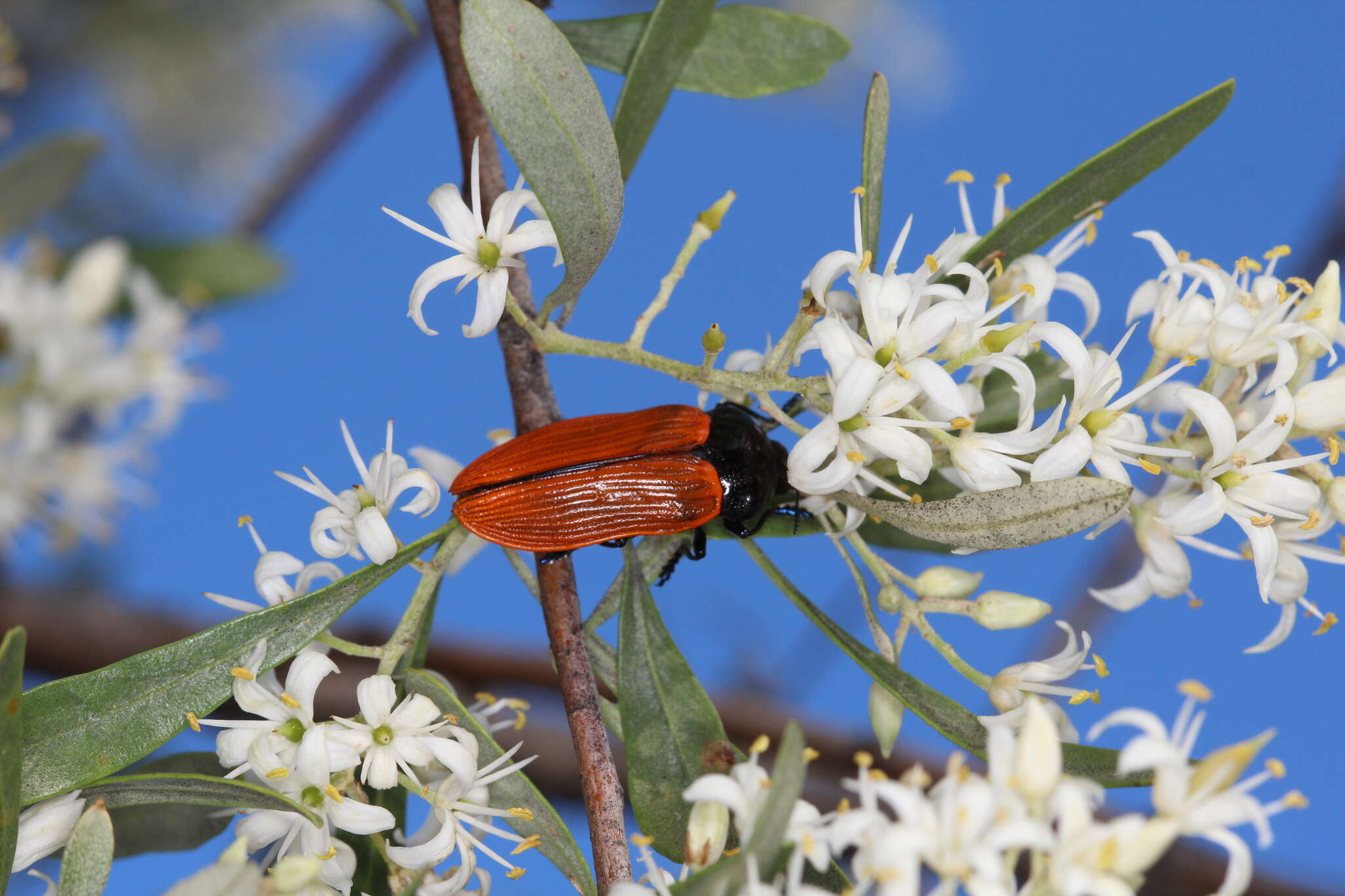 Image of Castiarina rufipennis (Kirby 1818)