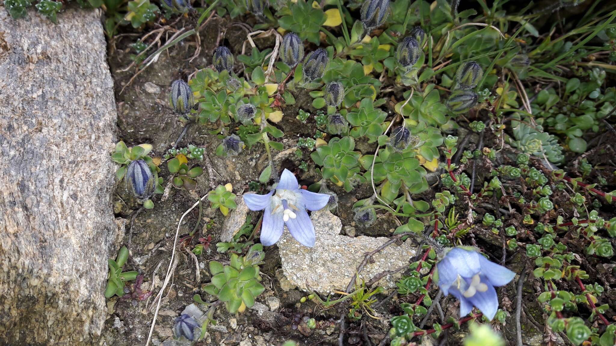 Image of Mount Cenis Bellflower