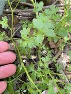 صورة Nemophila aphylla (L.) Brummitt