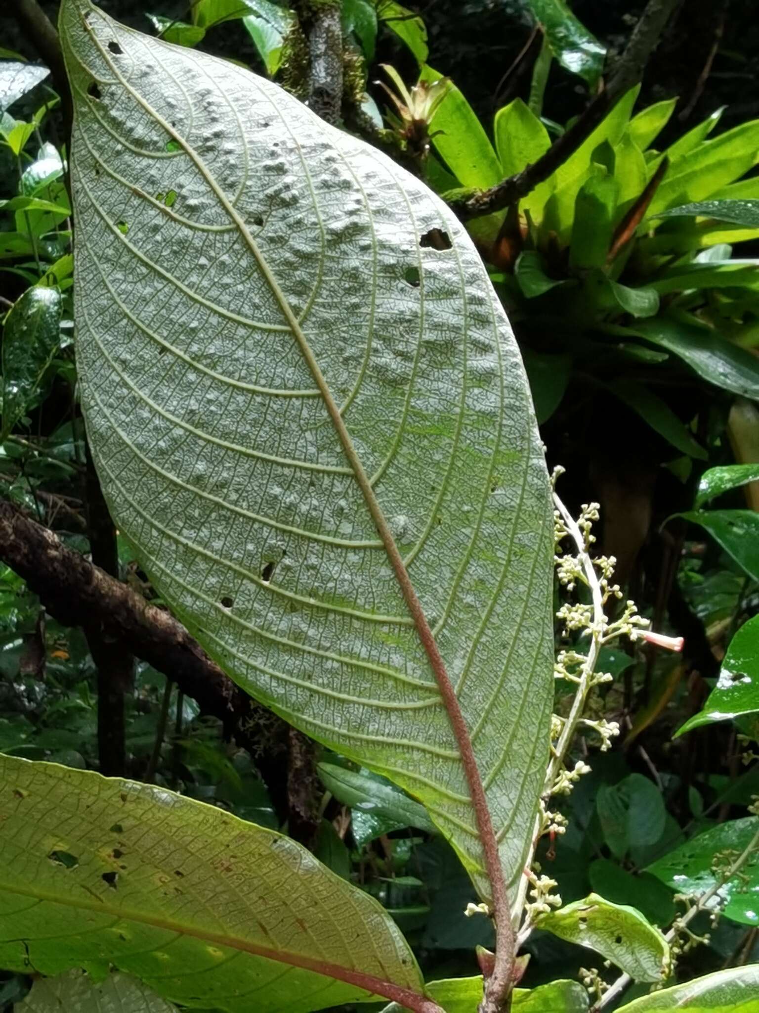 Arachnothryx buddleioides (Benth.) Planch. resmi