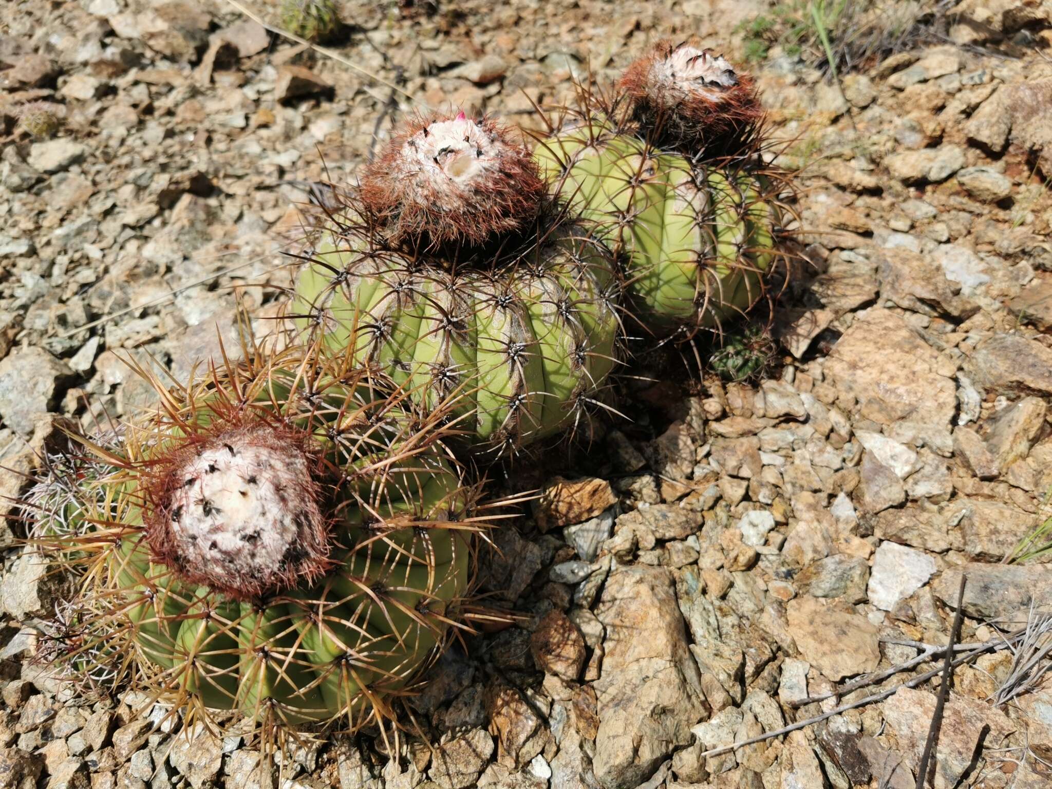 Image of Melocactus curvispinus subsp. curvispinus