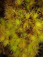 Image of brittle swan-neck moss