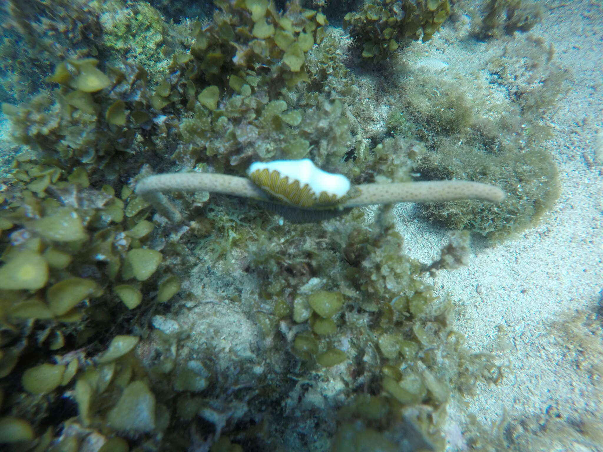 Image of Fingerprint cowry