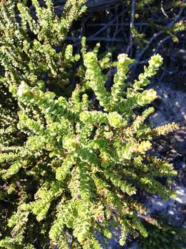 Morella cordifolia (L.) D. J. B. Killick resmi