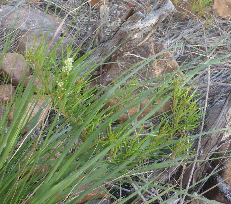 Image of Searsia rosmarinifolia (Vahl) F. A. Barkley