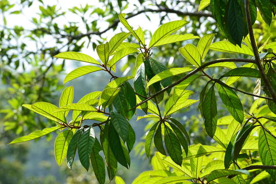 Image of Symplocos cochinchinensis subsp. cochinchinensis