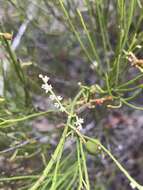 Image de Leptomeria drupacea (Labill.) Druce