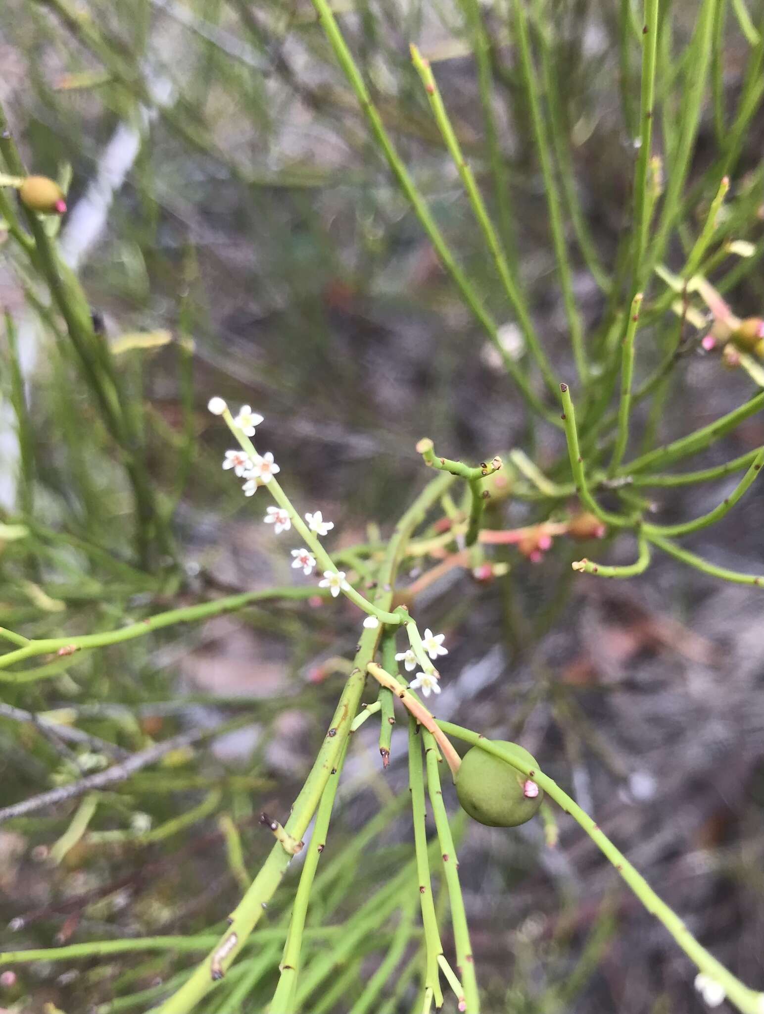 Image de Leptomeria drupacea (Labill.) Druce