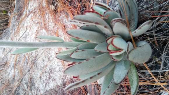 Image of Kalanchoe tomentosa Baker