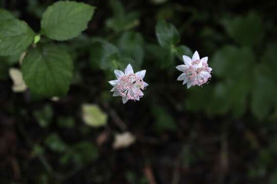 Image of Astrantia maxima Pall.