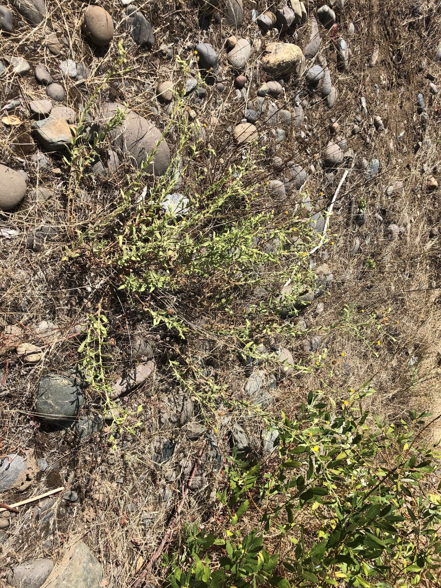 Image of Oregon False Golden-Aster