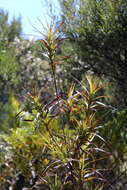 Image de Dracophyllum sinclairii Cheeseman