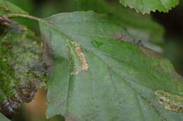 Plancia ëd Phyllonorycter klemannella (Fabricius 1781)