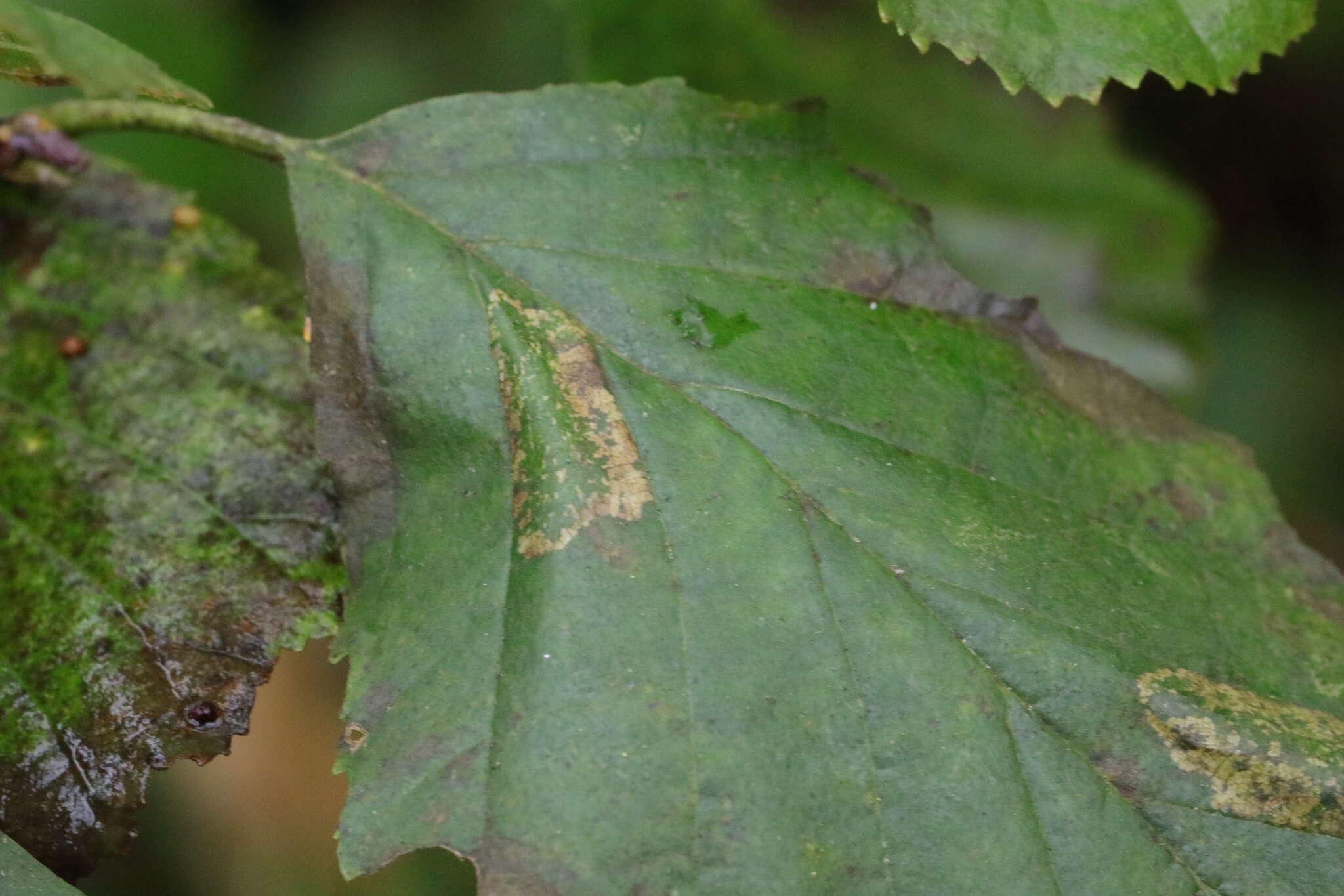 Plancia ëd Phyllonorycter klemannella (Fabricius 1781)