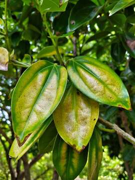 Image of Cinnamomum kotoense Kaneh. & Sasaki