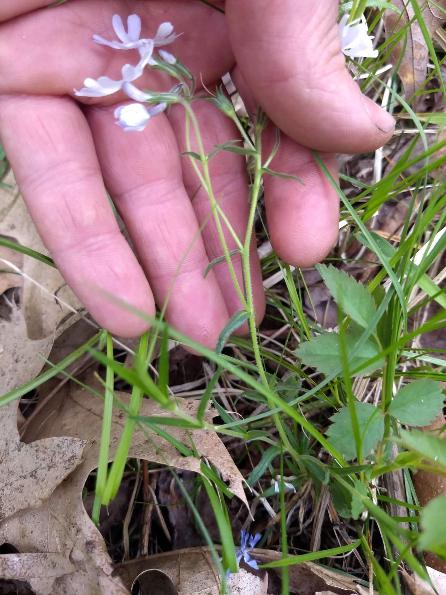 Imagem de Phlox bifida Beck