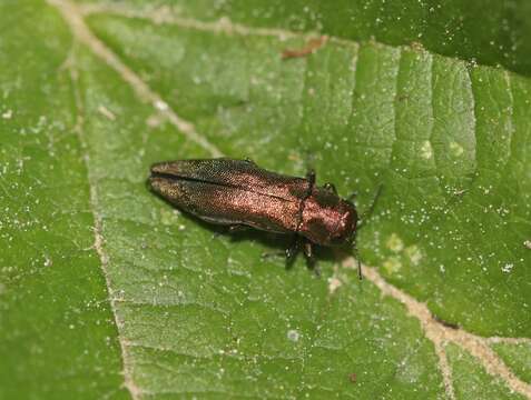 Image of Agrilus viridicaerulans Marseul 1865