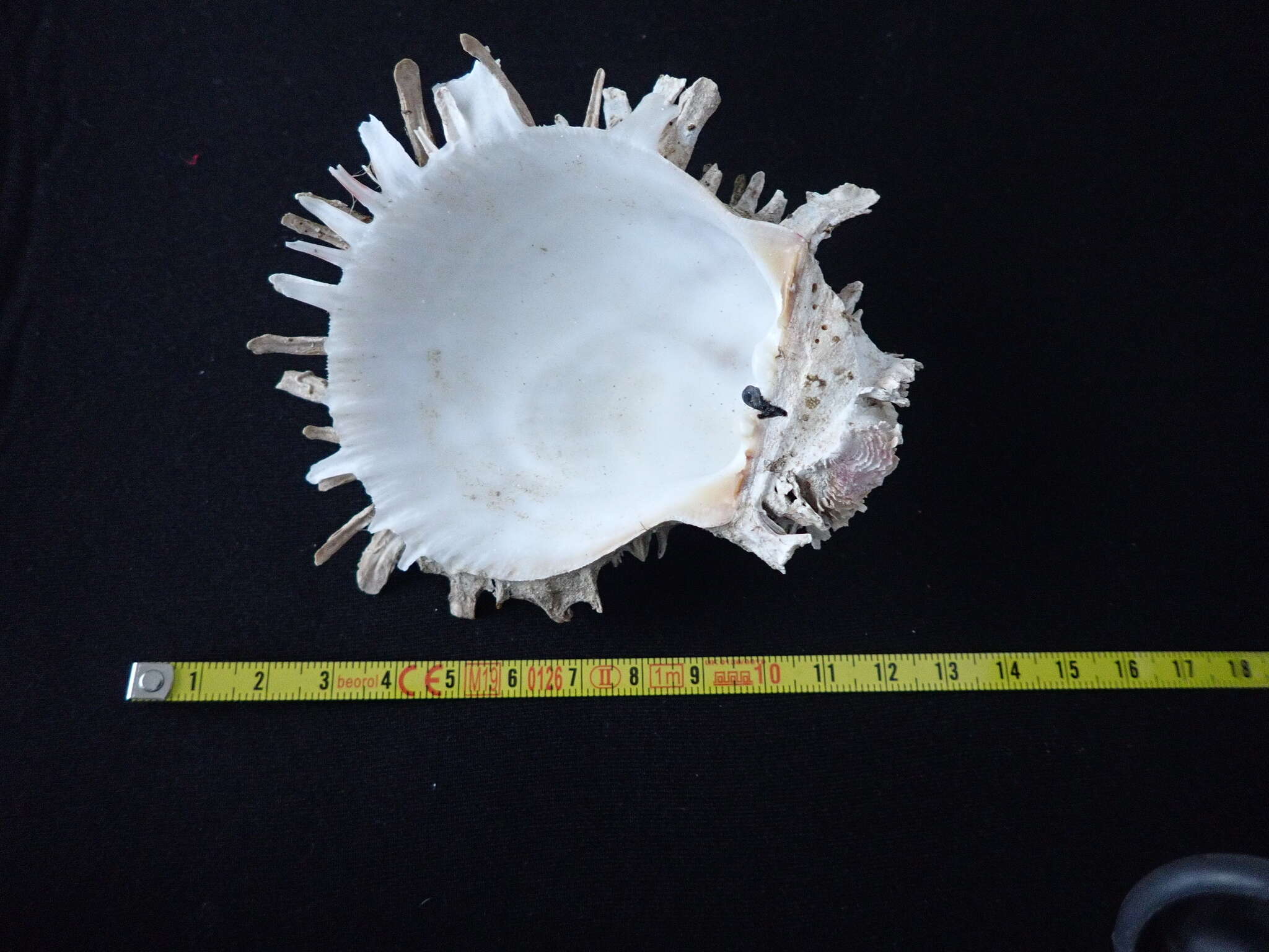 Image of Spinous Scallop