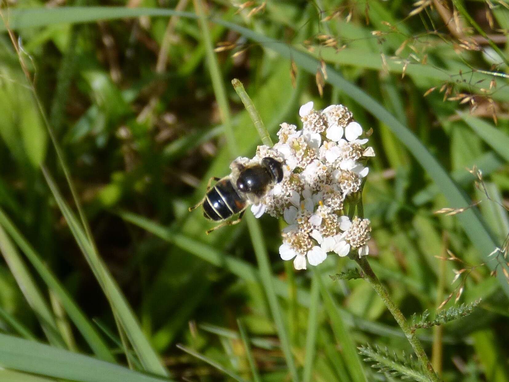 Слика од Eristalis rupium Fabricius 1805