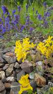 Image de Corydalis sibirica (L. fil.) Pers.