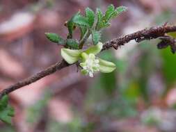 Image of Xanthosia stellata J. M. Hart & M. J. Henwood