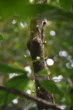 Image of Angraecum cucullatum Thouars