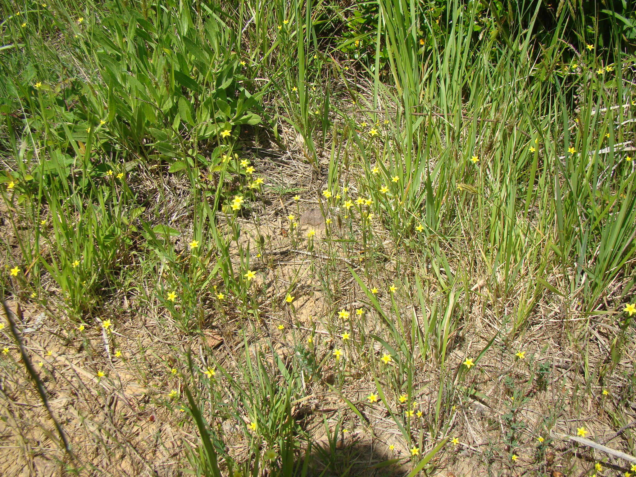 Image of Yellow centaury