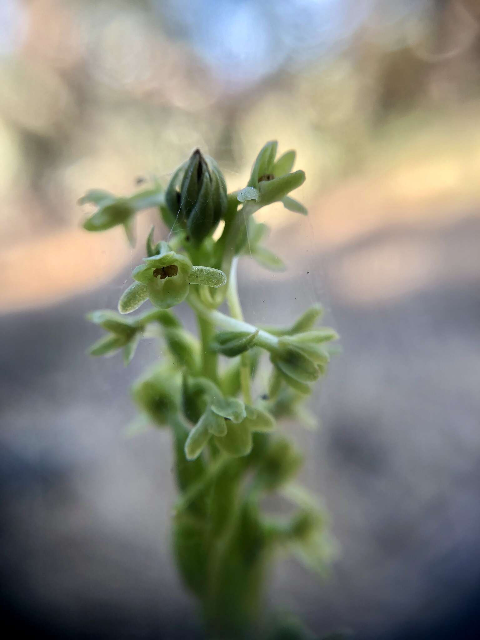 Image of Michael's rein orchid