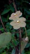 Image of Matelea velutina (Schltdl.) R. E. Woodson