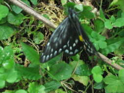 Image of hill jezebel