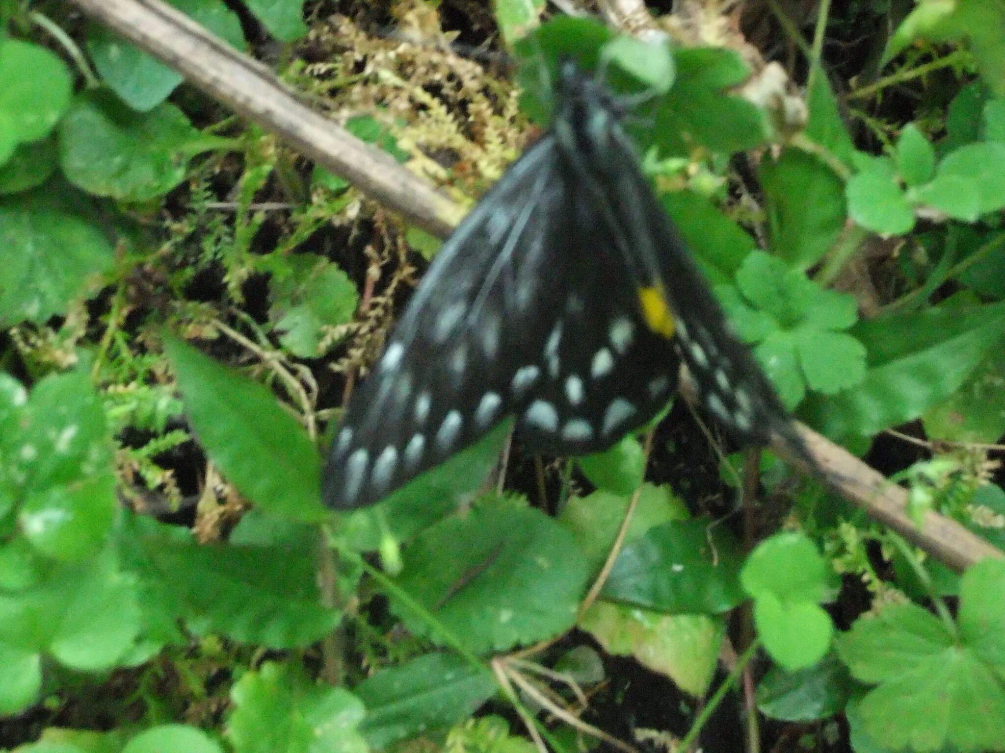 Image of hill jezebel