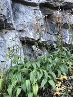 Image of longleaf arnica