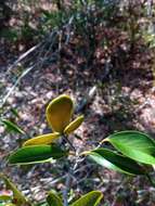 Image de Loeseneriella urceolus (Tulasne) N. Hallé