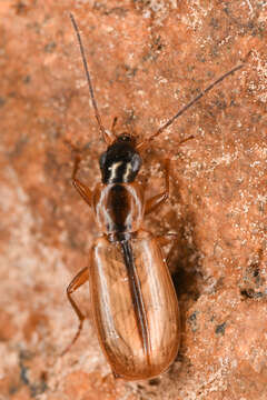 Image of Agonum (Platynomicrus) nigriceps Le Conte 1846