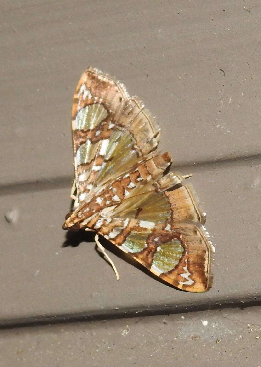 Image of Mulberry Leaftier Moth