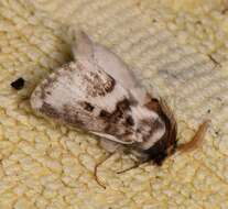 Pernattia brevipennis Walker 1865的圖片