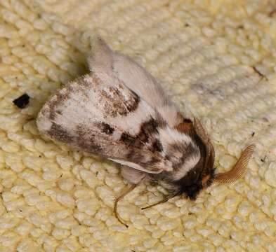 Pernattia brevipennis Walker 1865的圖片