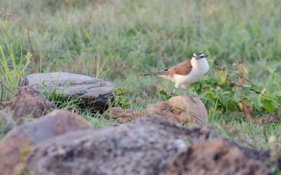 Image of Bicolored Wren