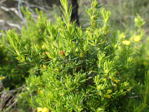 Plancia ëd Hibbertia devitata Toelken